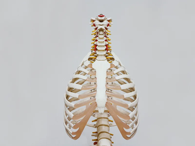 How X-Rays works at Mountain Creek Chiropractic